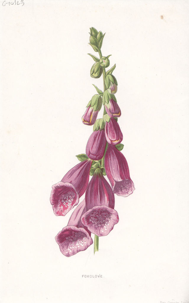 FLOWERS. Foxglove c1895 old antique vintage print picture